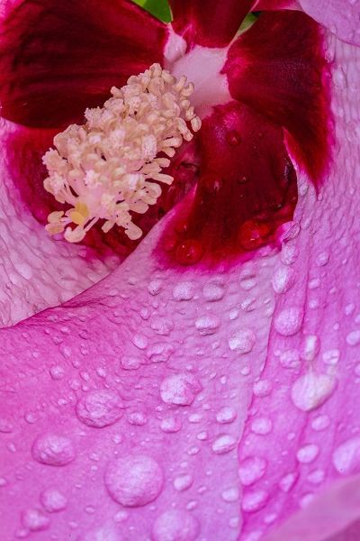 Pennsylvania-Longwood Gardens Hibiscus flower interior